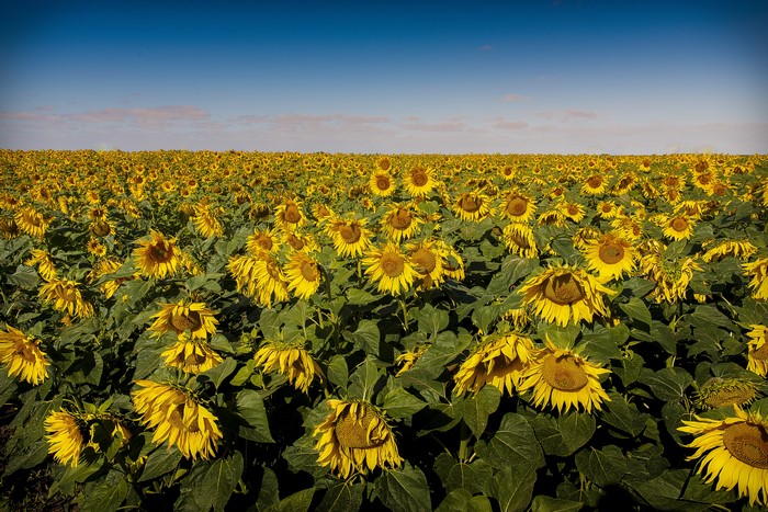 Field of Sunflowers on the Horizon