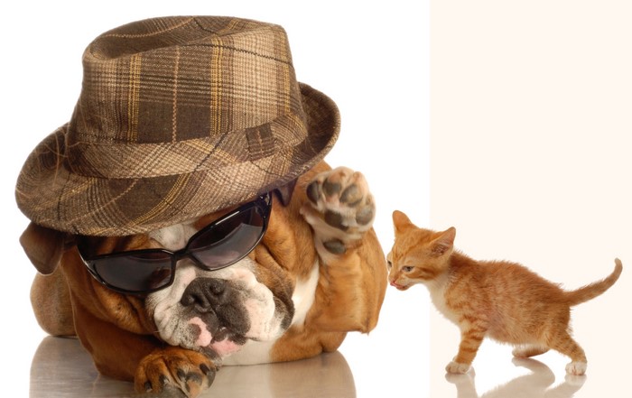 Bulldog in Hat and Sunglasses with Kitten