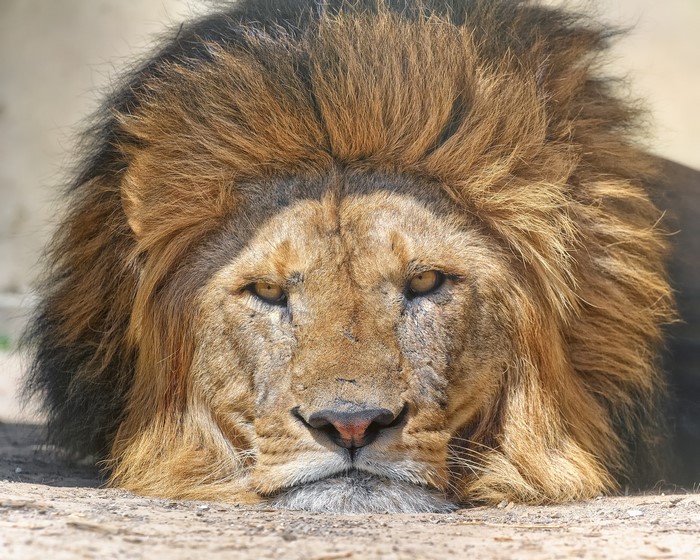 Close-up of a lion's face with a mane