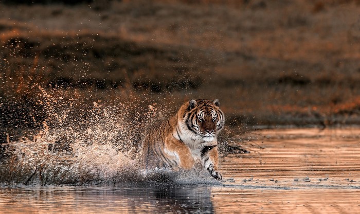 Tiger running through water with splashes