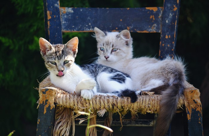 Two kittens resting on a worn chair