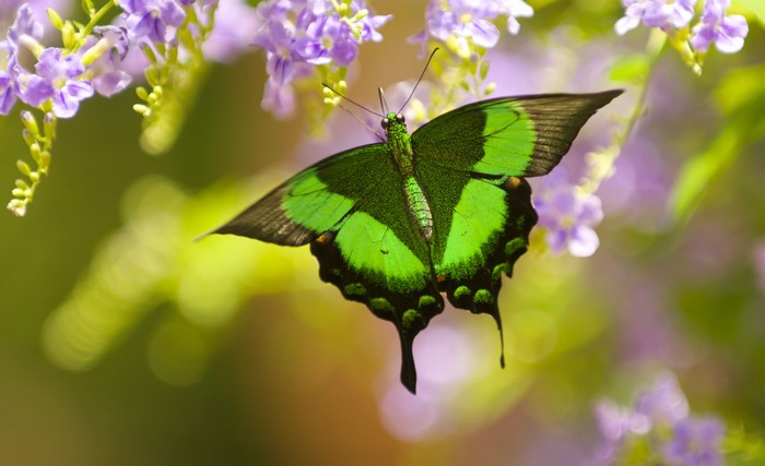 Emerald Swallowtail Butterfly (Papilio palinurus) on Purple Flowers