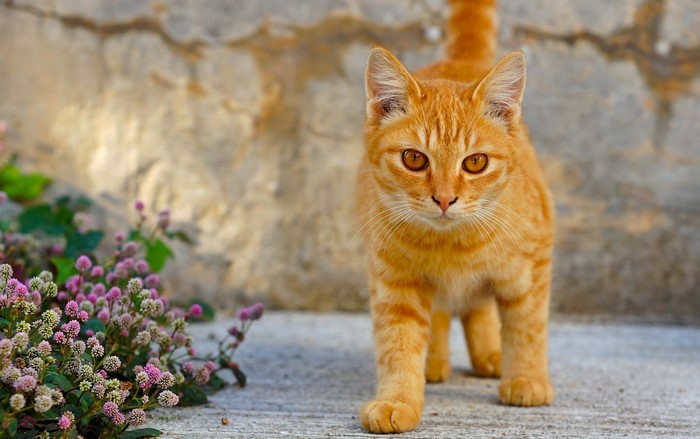 Ginger cat walking near pink flowers and stone wall