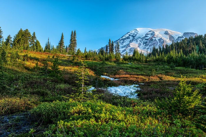 Mount Rainier National Park Scenic Landscape in 4K