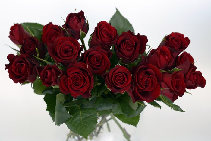Deep Red Roses Closeup on White Background