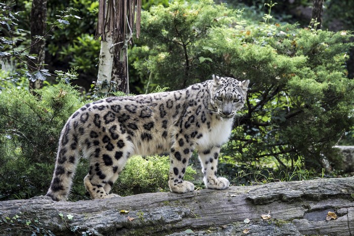Snow leopard standing on a log in a forest