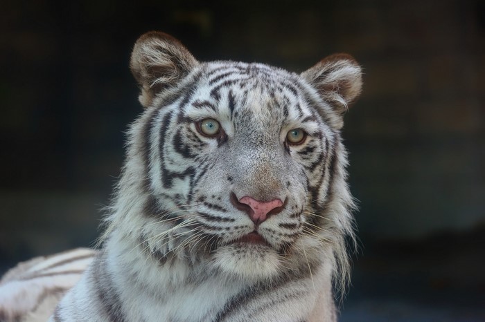 Close-up of a white tiger's face