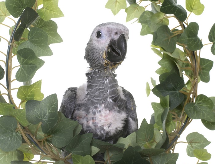Young African Grey Parrot in Ivy