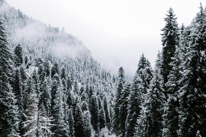 Snow-covered spruce forest on a foggy mountain