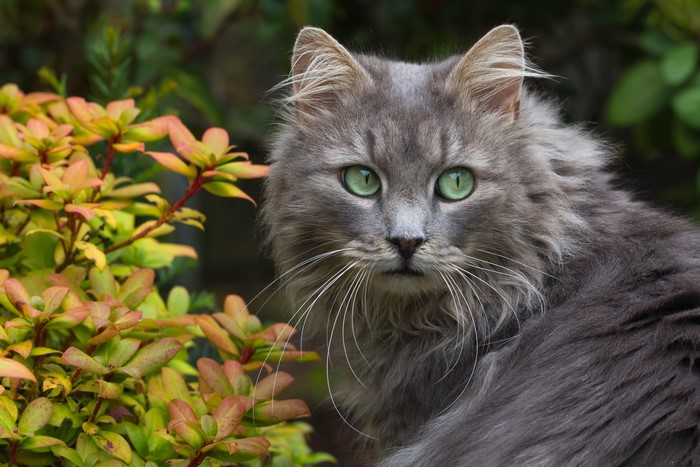 Gray cat with green eyes in front of foliage