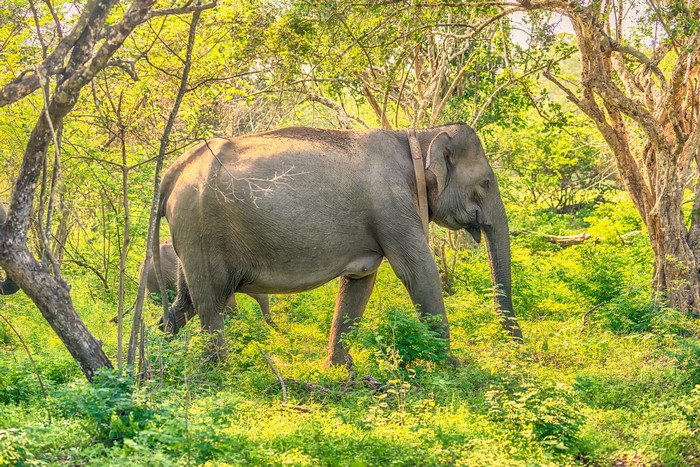 Elephants in Yala National Park, Sri Lanka