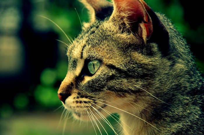 Close-up of a tabby cat's face with green eyes