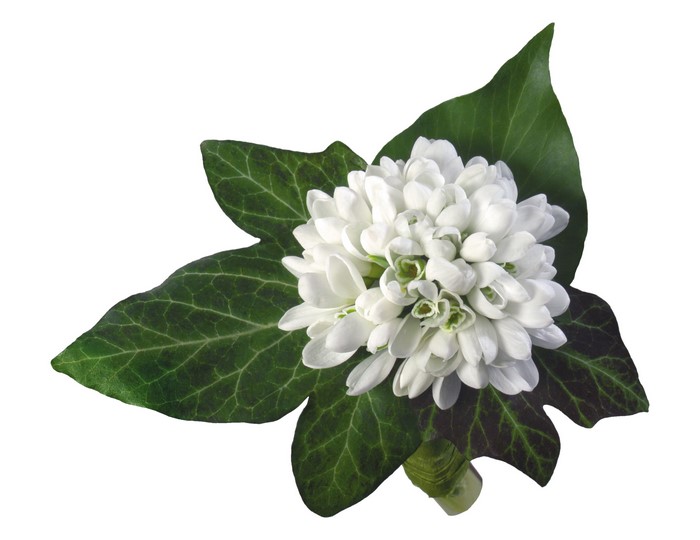 Bouquet of snowdrops with ivy leaves