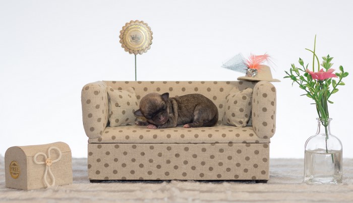 Chihuahua puppy sleeping on a sofa with decorations