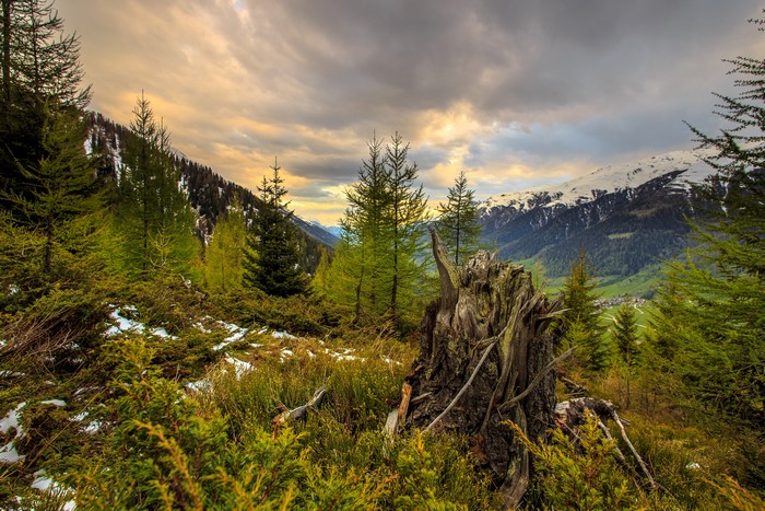 4K Mountains in Zakarpattia with Spruce and Tree Stump