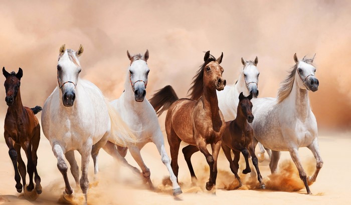 Horses running in a desert landscape