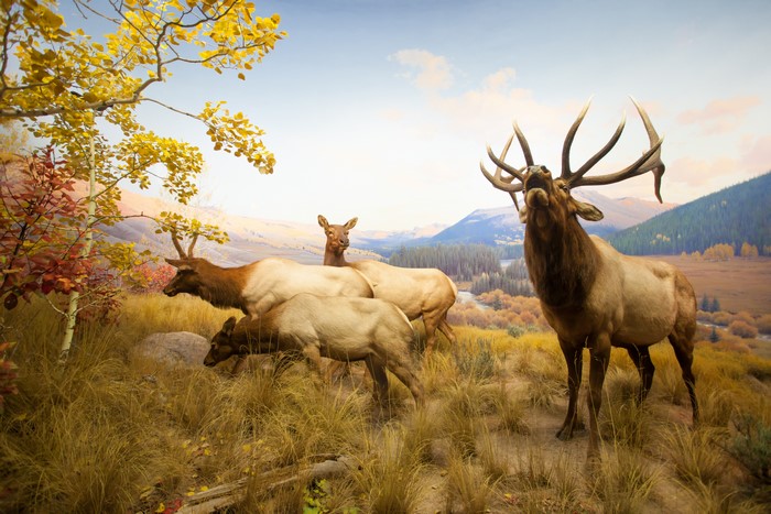 Elk herd in a mountain landscape with autumn trees