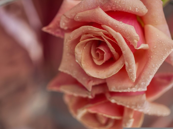 Close-up of a pink rose with water droplets