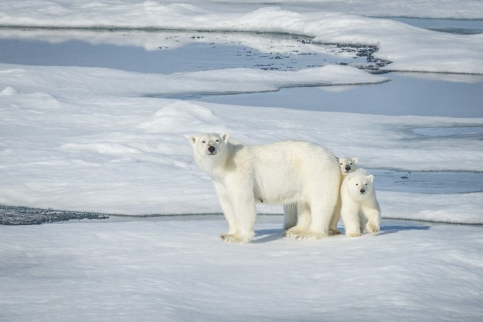 Polar bears and cubs on ice