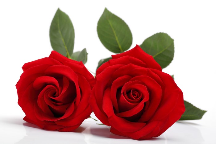 Two red roses on a white background