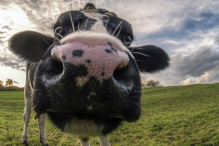 Cow's nose in a field