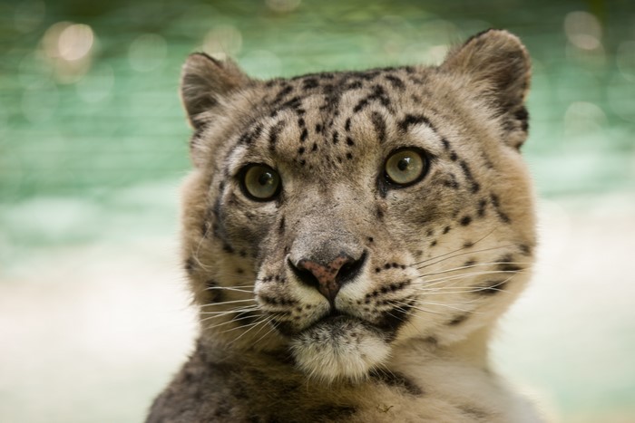 Snow leopard head and snout