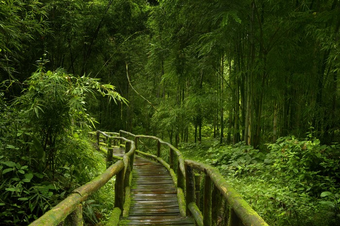 Lush Green Tropical Bamboo Forest in 4K