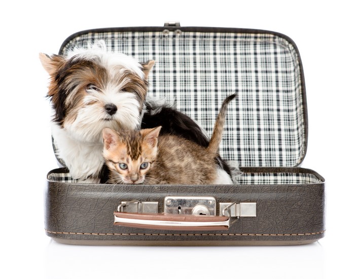 Yorkshire terrier puppy and kitten in a suitcase