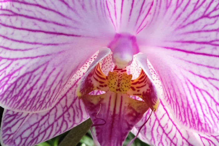 Close-up of a pink and white orchid flower