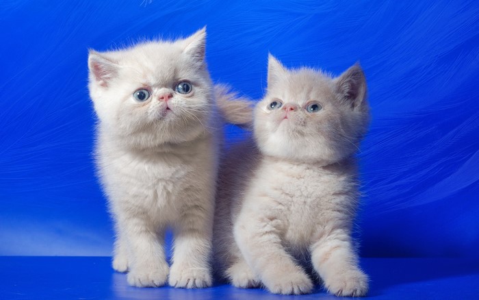 Two fluffy white kittens on a blue background