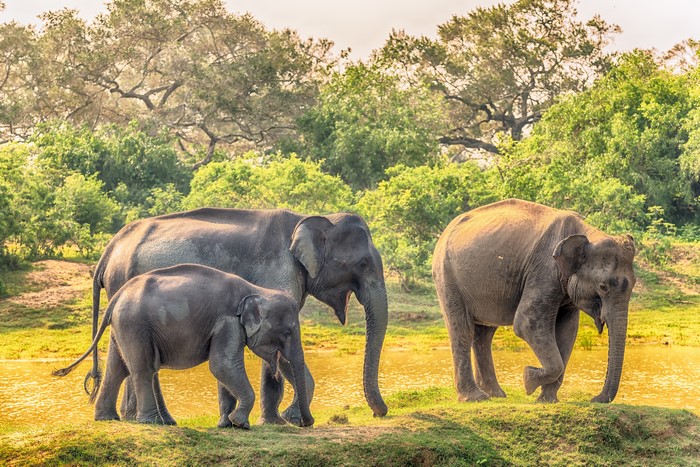 Three Elephants in Yala National Park, Sri Lanka