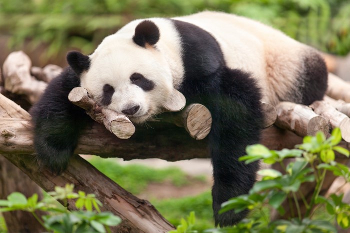 Panda sleeping on logs