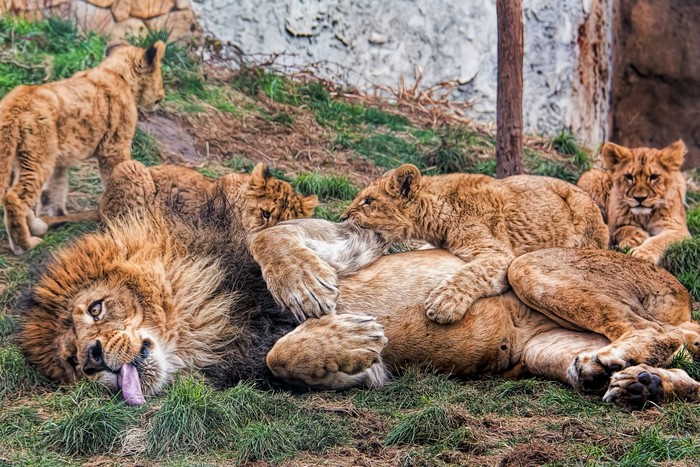 Lion and Cubs Playing on Grass