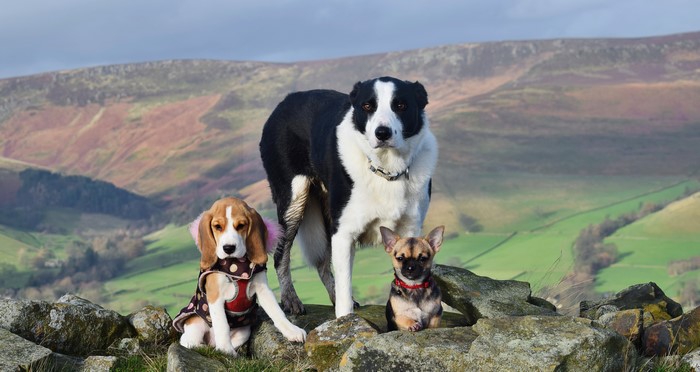 Three dogs, Chihuahua, Beagle, and Border Collie, on stones