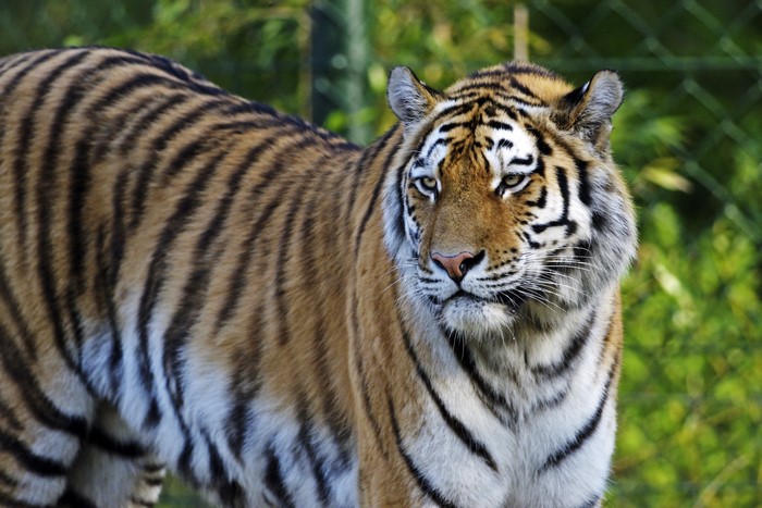 Siberian Tiger Looking to the Side