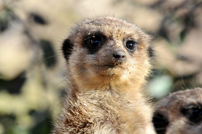 4K Meerkat Closeup