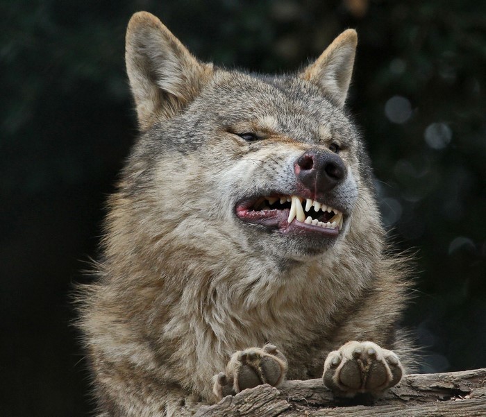Wolf snarling with teeth bared