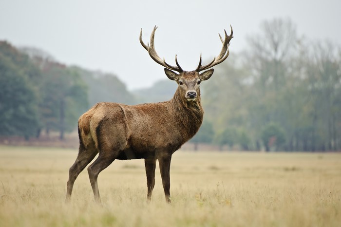 Deer with large antlers in a field