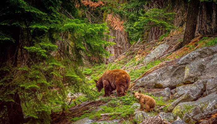 Brown Bears and Cub in Sequoia National Park
