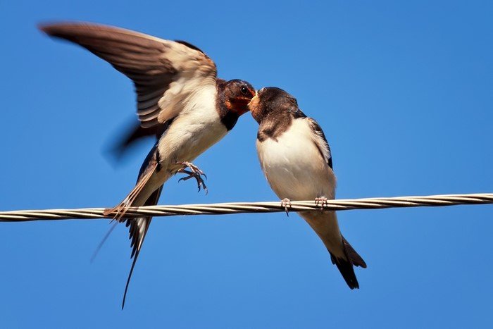 Two swallow birds on a wire