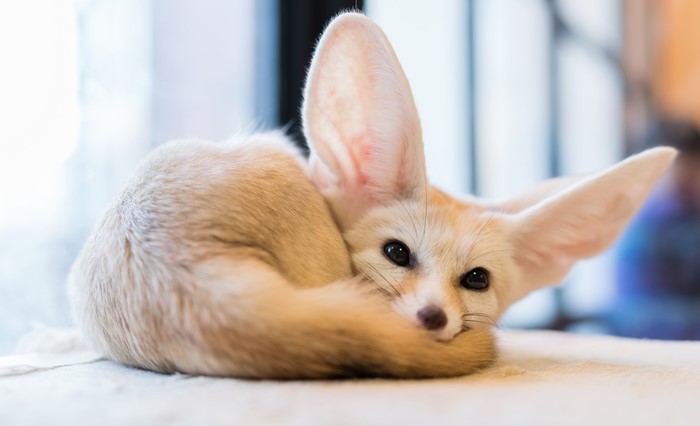 4K Close-Up of Adorable Resting Fennec Fox