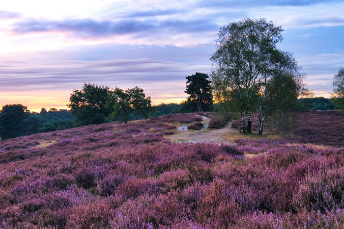Heather field at sunrise in Westruper Heide, Germany