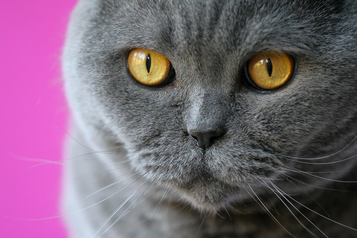 Close-up of a British Shorthair cat's face