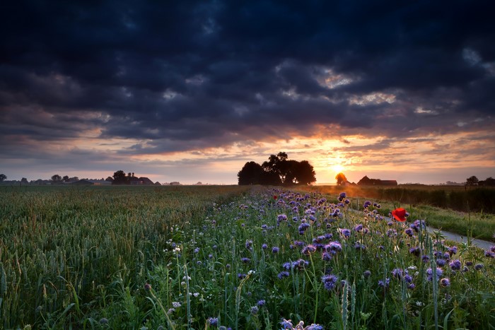 Sunrise over a field of flowers and crops