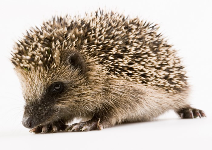 Closeup of a hedgehog on a white background