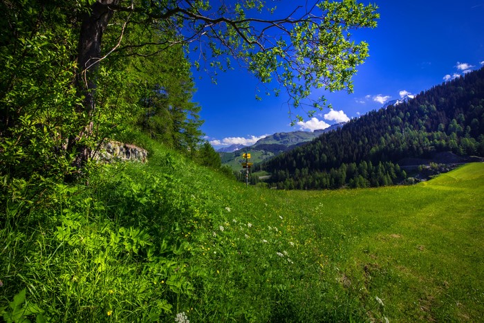 Grassy Alps Landscape in Marmorera, Switzerland