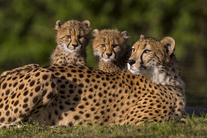 Mother Cheetah with Two Cubs
