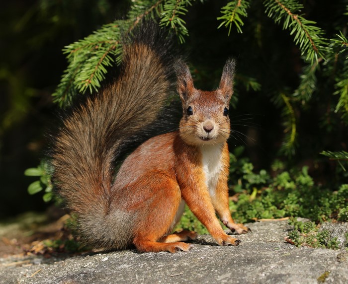 Squirrel sitting on a rock