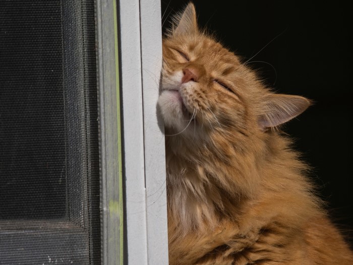 Ginger cat leaning against a window frame