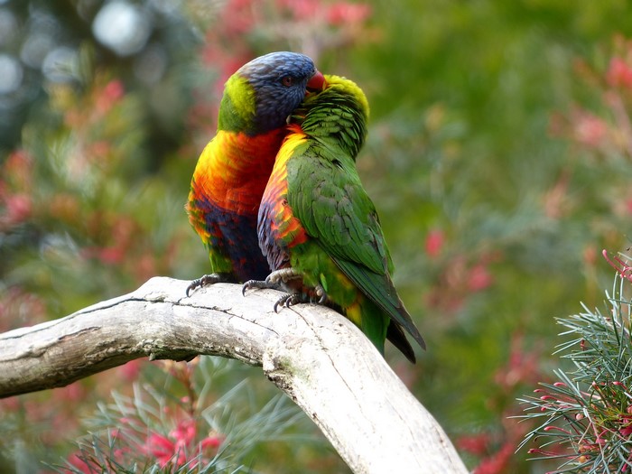 Two colorful parrots perched on a branch